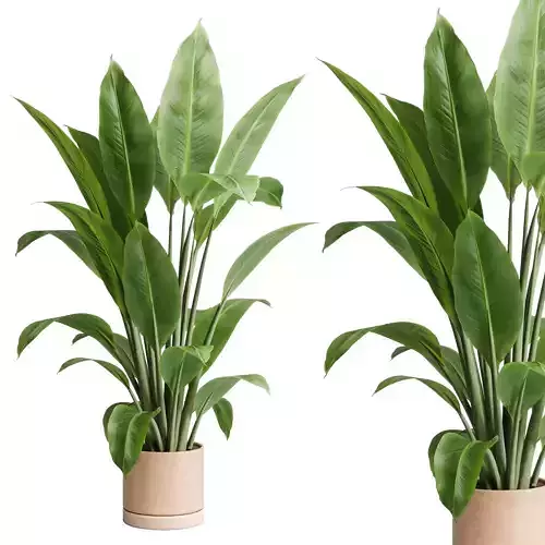 Indoor plant 438 plant ficus tree in clay dirty vase