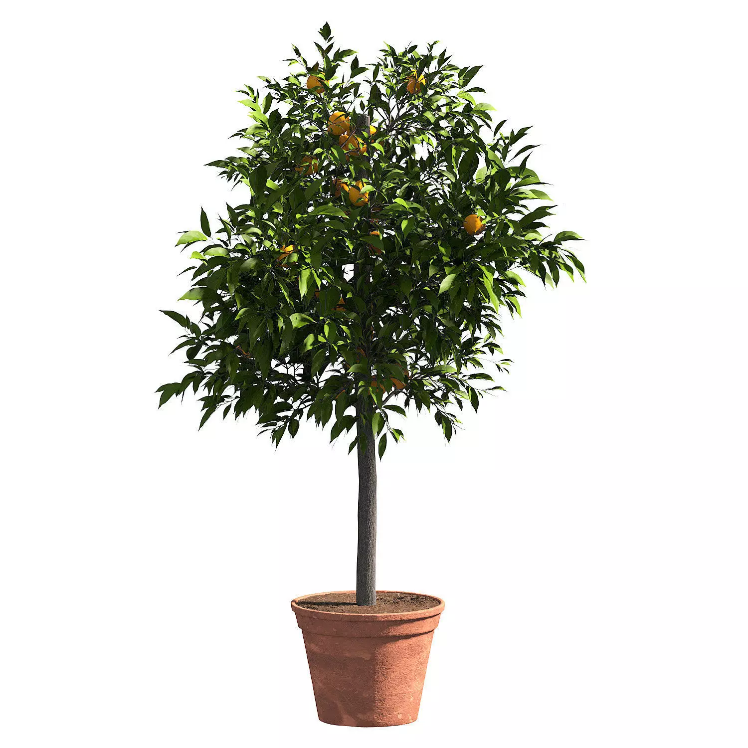 limon bushes 3D model