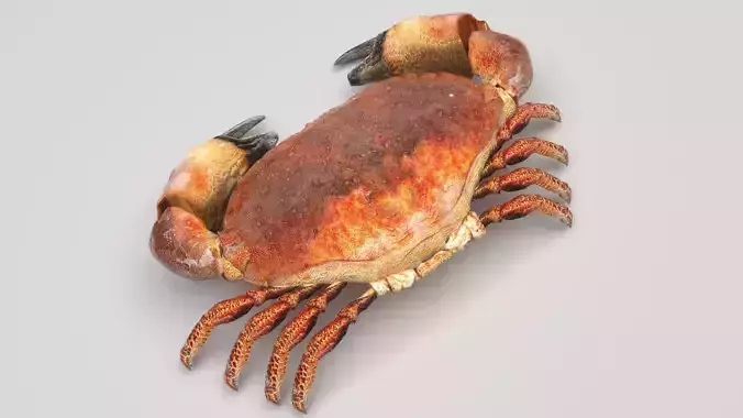 Sea Crab 3D model