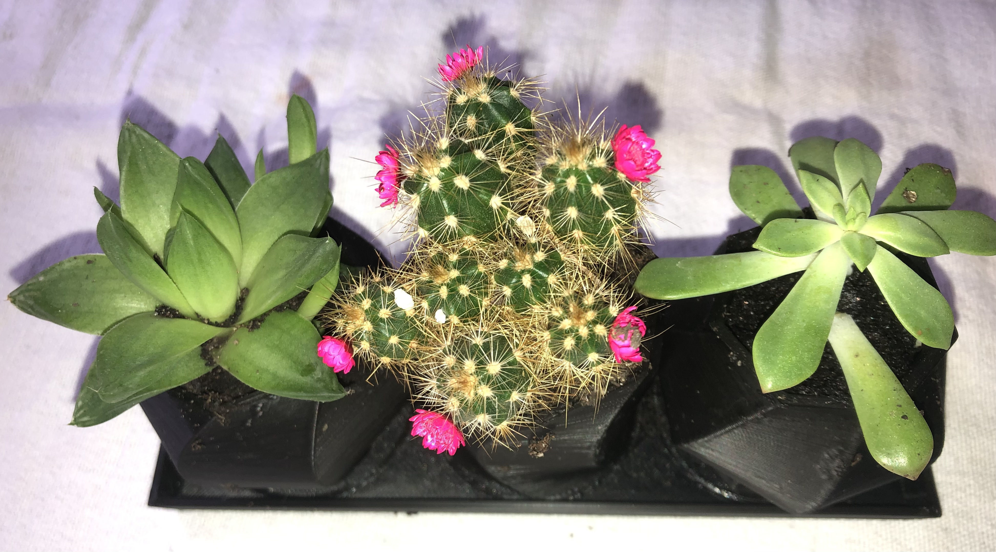 Heptagon Planter Trio 3D print model_7