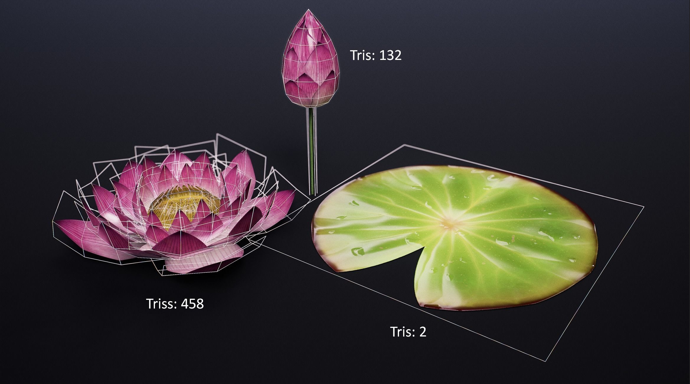 Lotus flower in closed and open form Low-poly 3D model_3