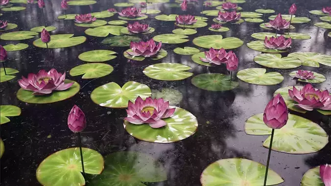 Lotus flower in closed and open form Low-poly 3D model