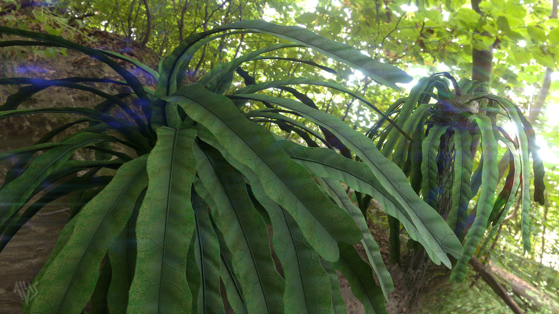 Baccaurea Lanceolata with 3 variation Low-poly 3D model_2