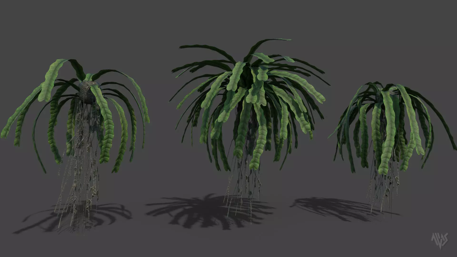 Baccaurea Lanceolata with 3 variation Low-poly 3D model_0