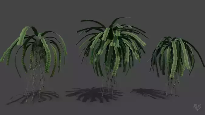 Baccaurea Lanceolata with 3 variation