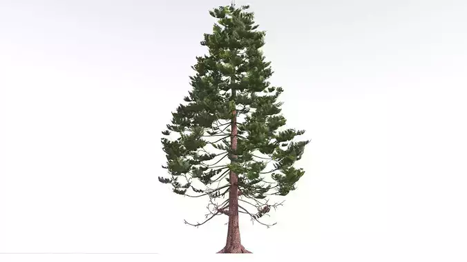EVERYPlant Walchia 3 --16 Models-- 3D model