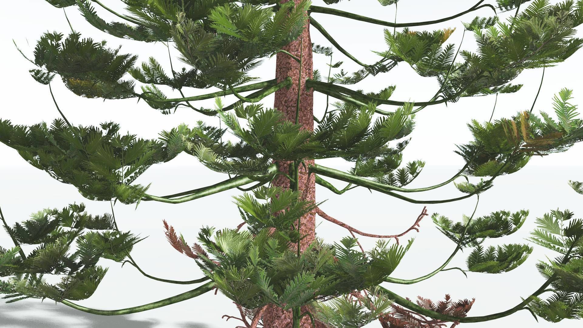 EVERYPlant Walchia 4 --16 Models-- 3D model_33