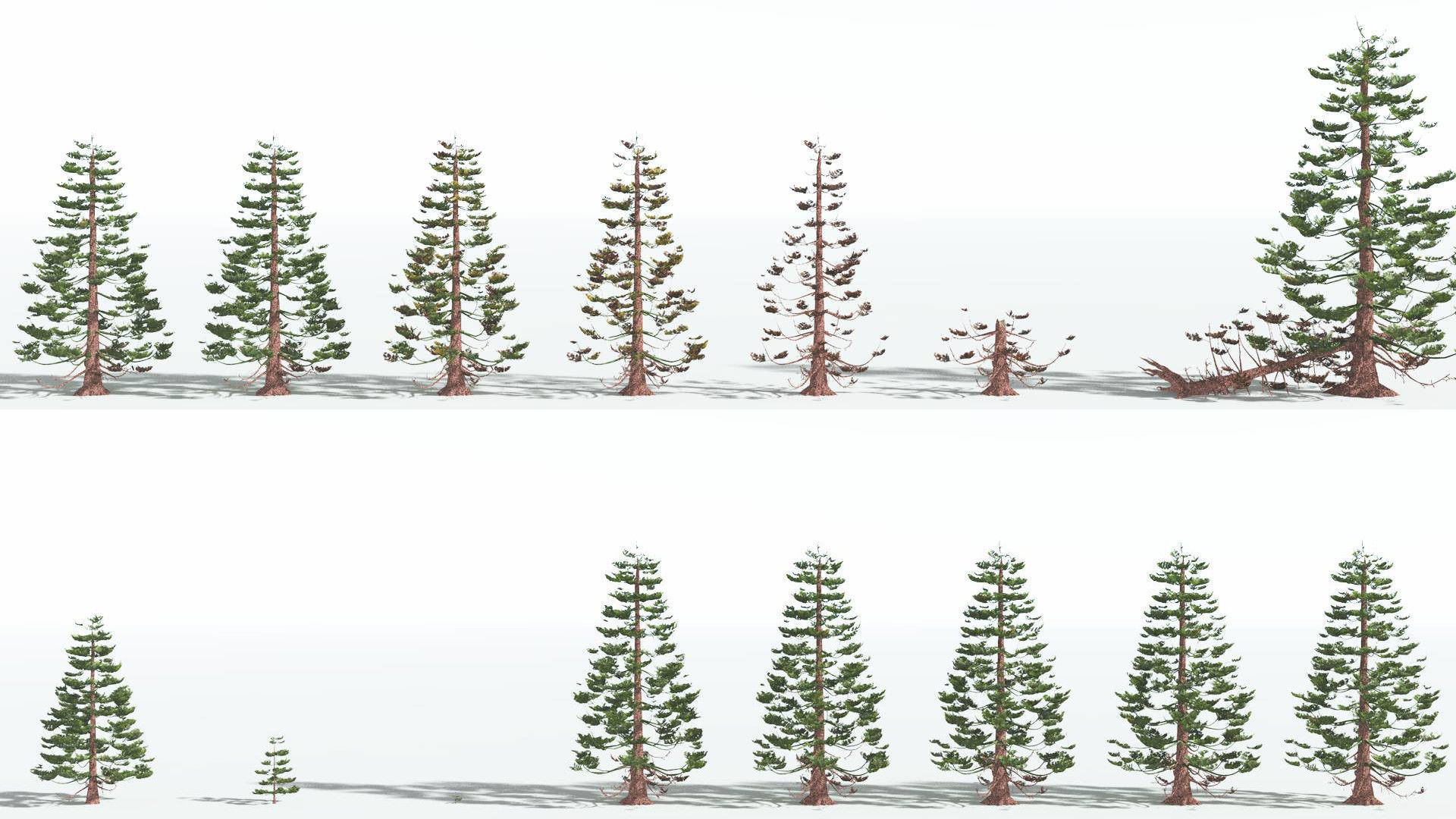 EVERYPlant Walchia 4 --16 Models-- 3D model_1