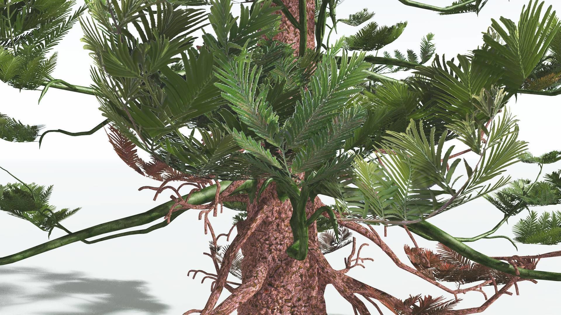 EVERYPlant Walchia 4 --16 Models-- 3D model_17