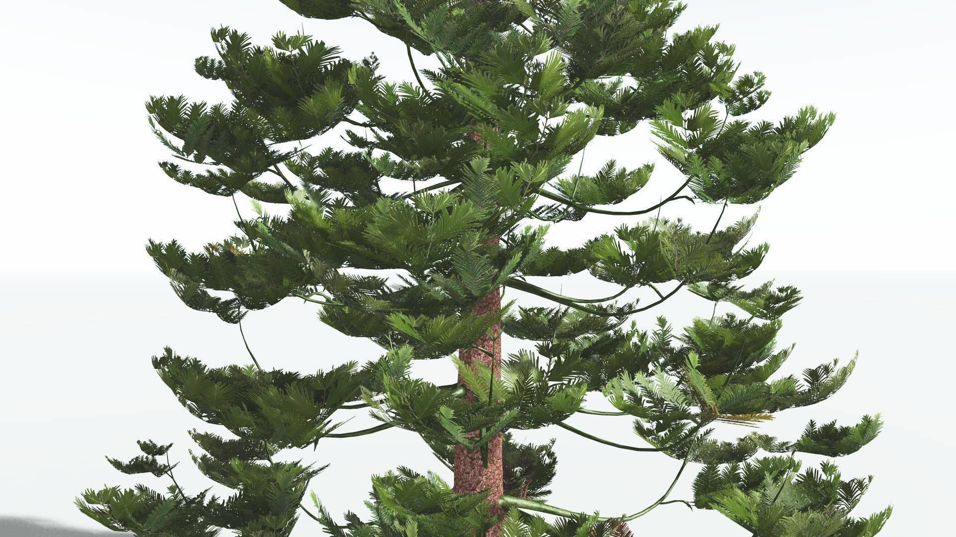 EVERYPlant Walchia 4 --16 Models-- 3D model_19