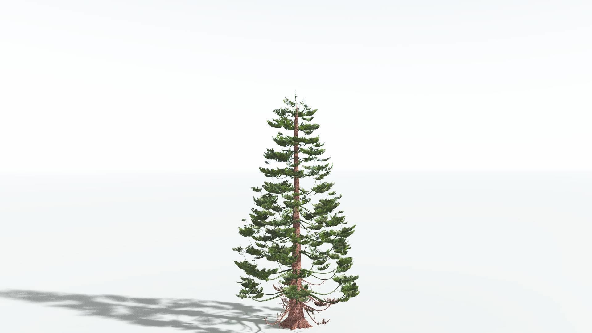EVERYPlant Walchia 4 --16 Models-- 3D model_4