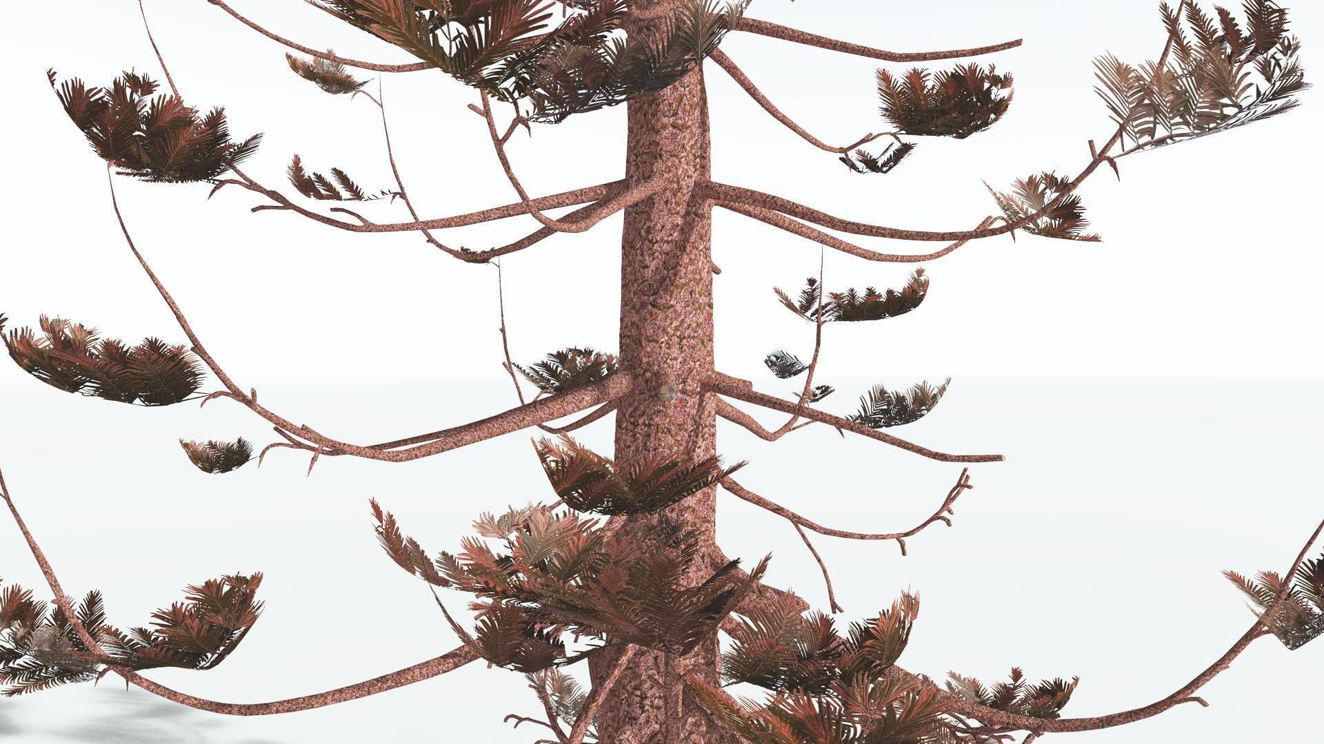 EVERYPlant Walchia 4 --16 Models-- 3D model_11