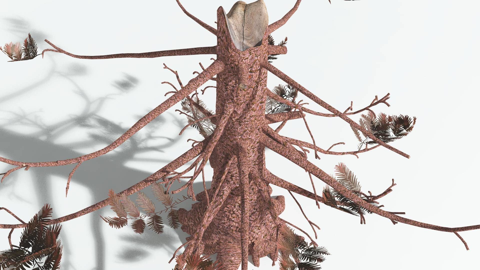 EVERYPlant Walchia 4 --16 Models-- 3D model_13