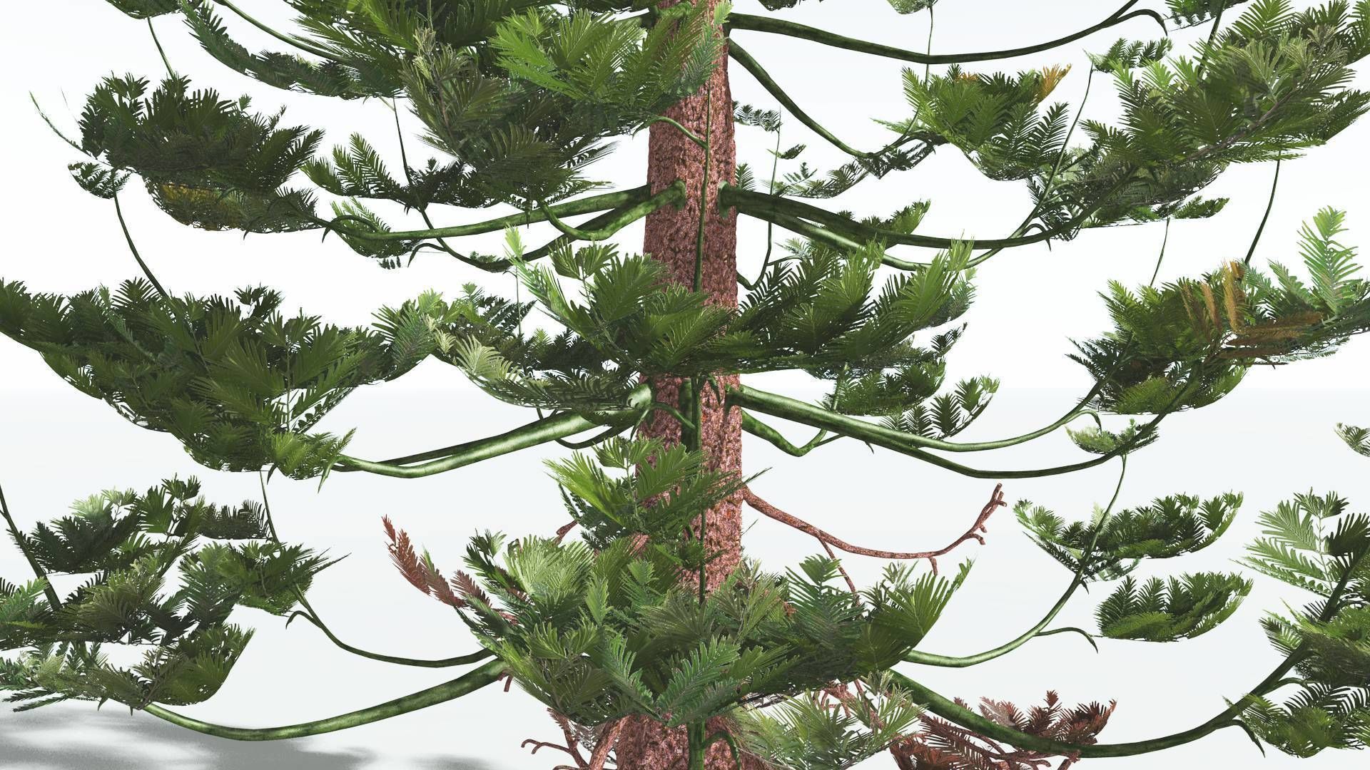 EVERYPlant Walchia 4 --16 Models-- 3D model_27