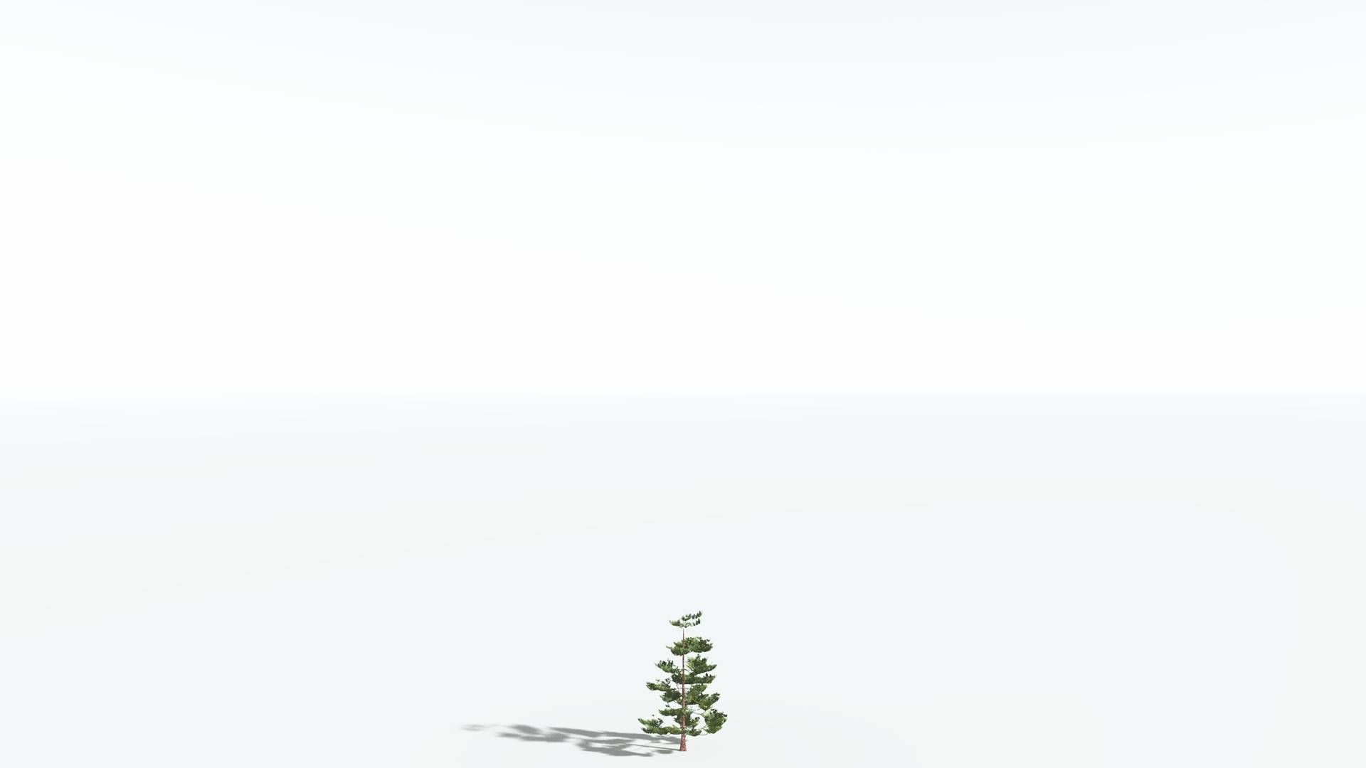 EVERYPlant Walchia 4 --16 Models-- 3D model_20