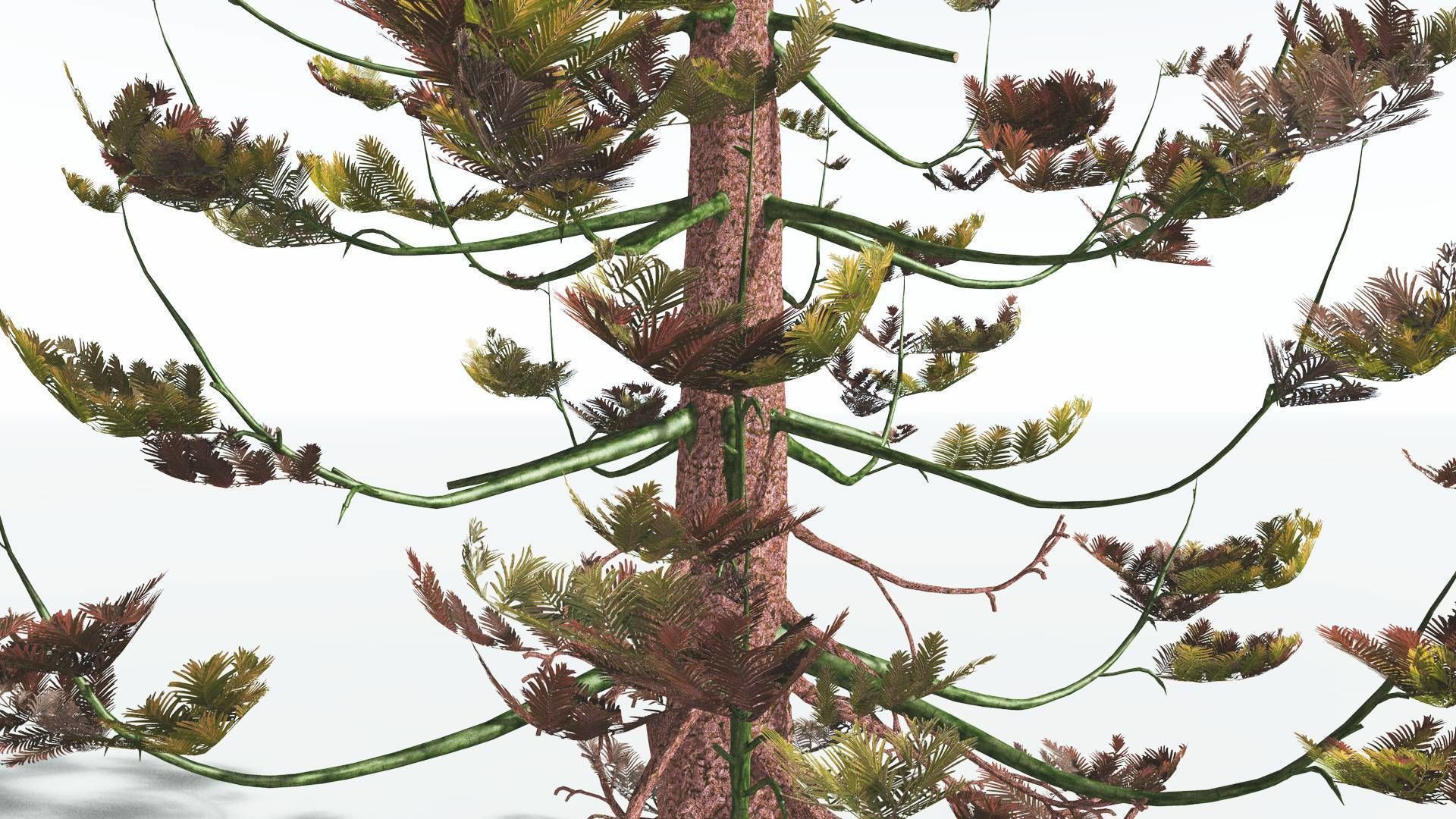 EVERYPlant Walchia 4 --16 Models-- 3D model_9