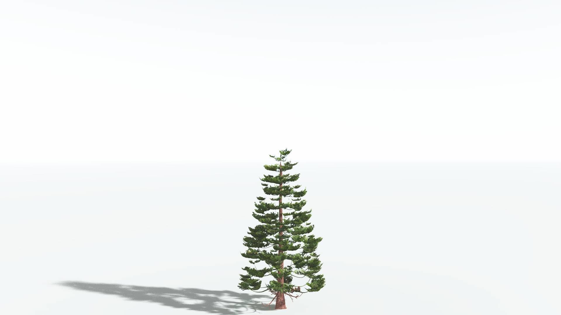 EVERYPlant Walchia 4 --16 Models-- 3D model_18