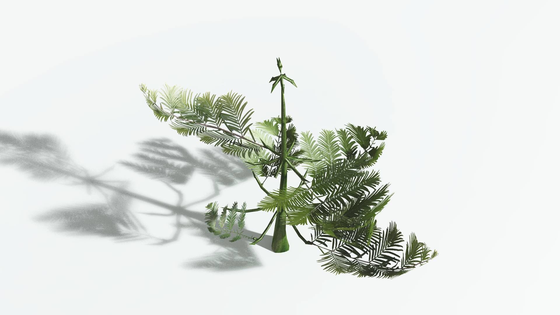 EVERYPlant Walchia 4 --16 Models-- 3D model_23