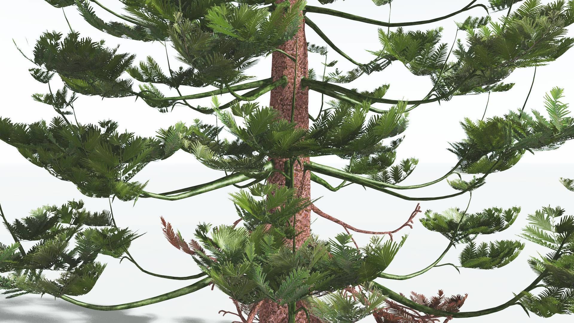 EVERYPlant Walchia 4 --16 Models-- 3D model_5