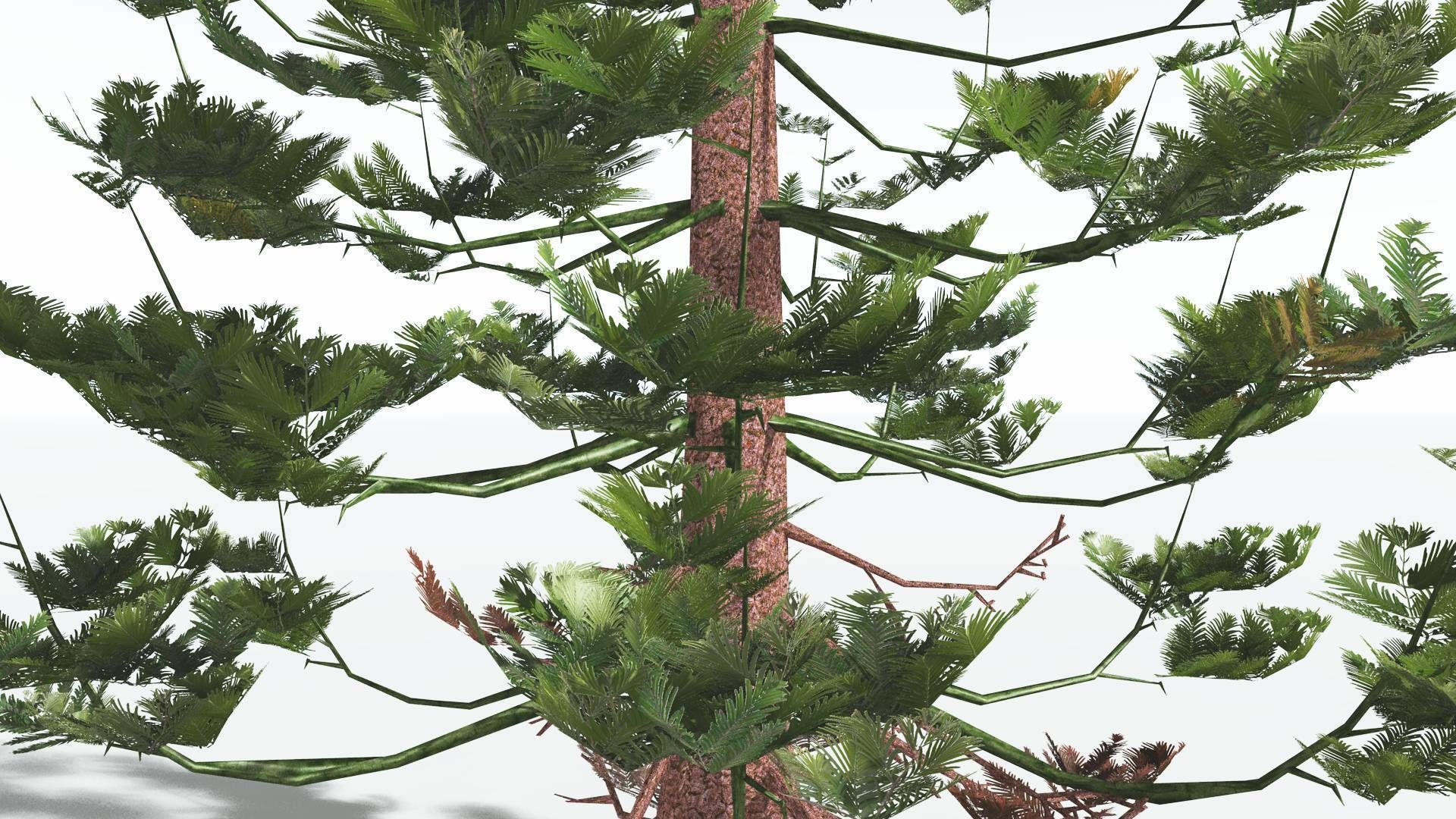 EVERYPlant Walchia 4 --16 Models-- 3D model_25