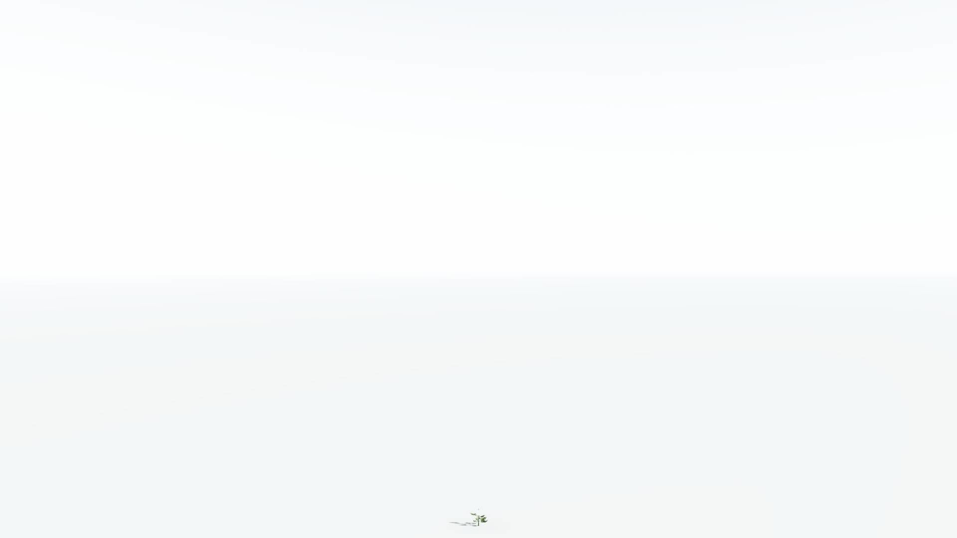 EVERYPlant Walchia 4 --16 Models-- 3D model_22