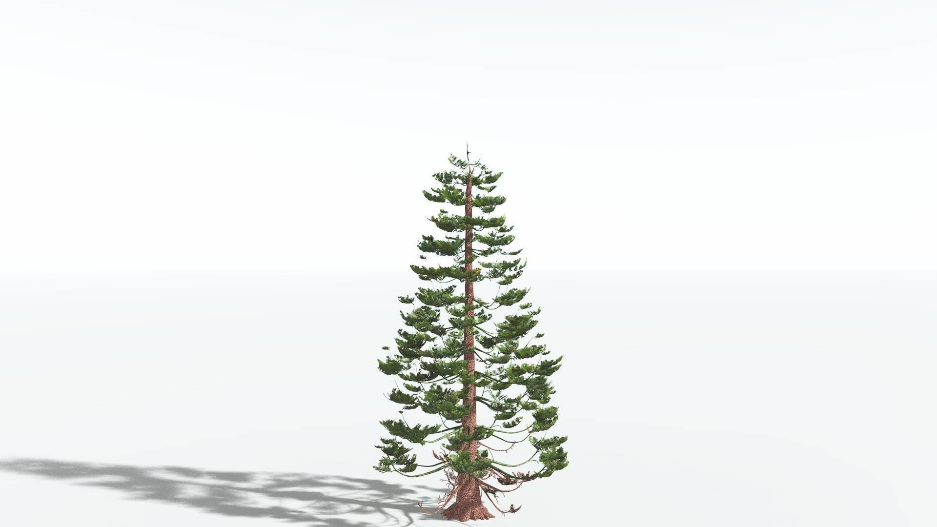 EVERYPlant Walchia 4 --16 Models-- 3D model_30