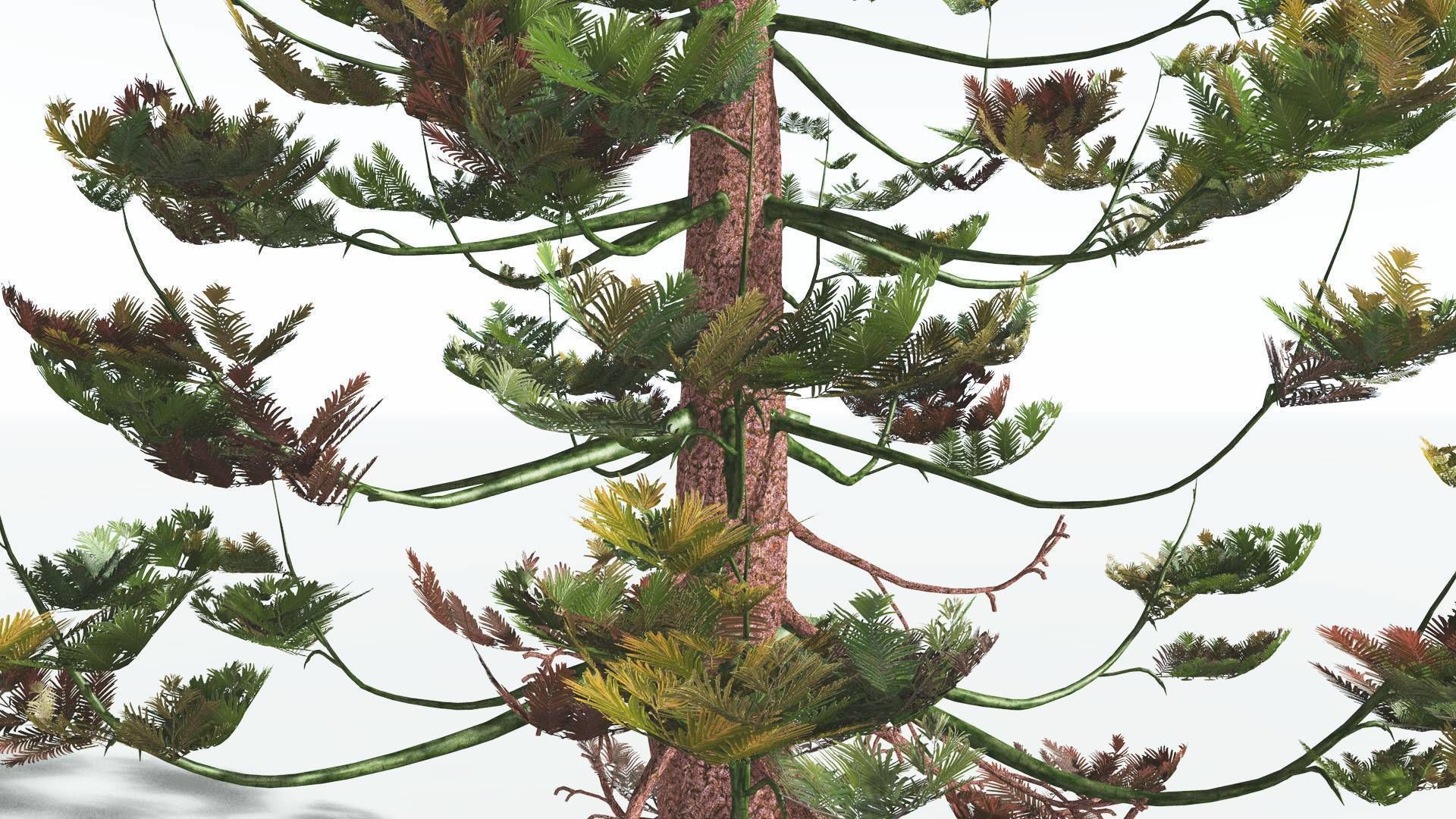 EVERYPlant Walchia 4 --16 Models-- 3D model_7