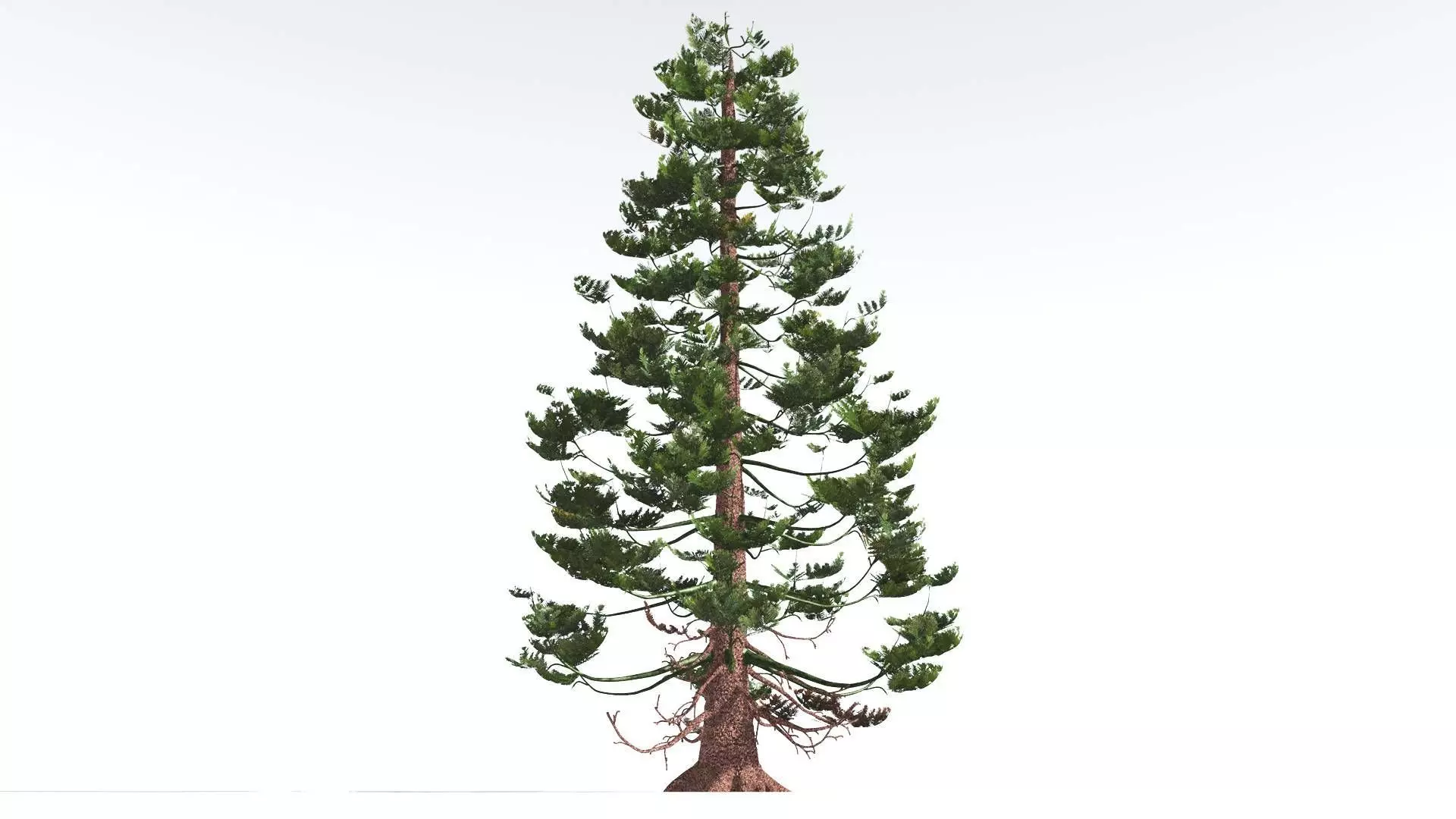 EVERYPlant Walchia 4 --16 Models-- 3D model_0