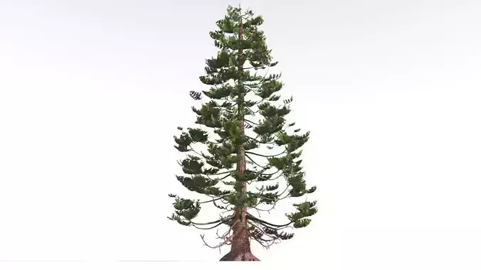 EVERYPlant Walchia 4 --16 Models-- 3D model