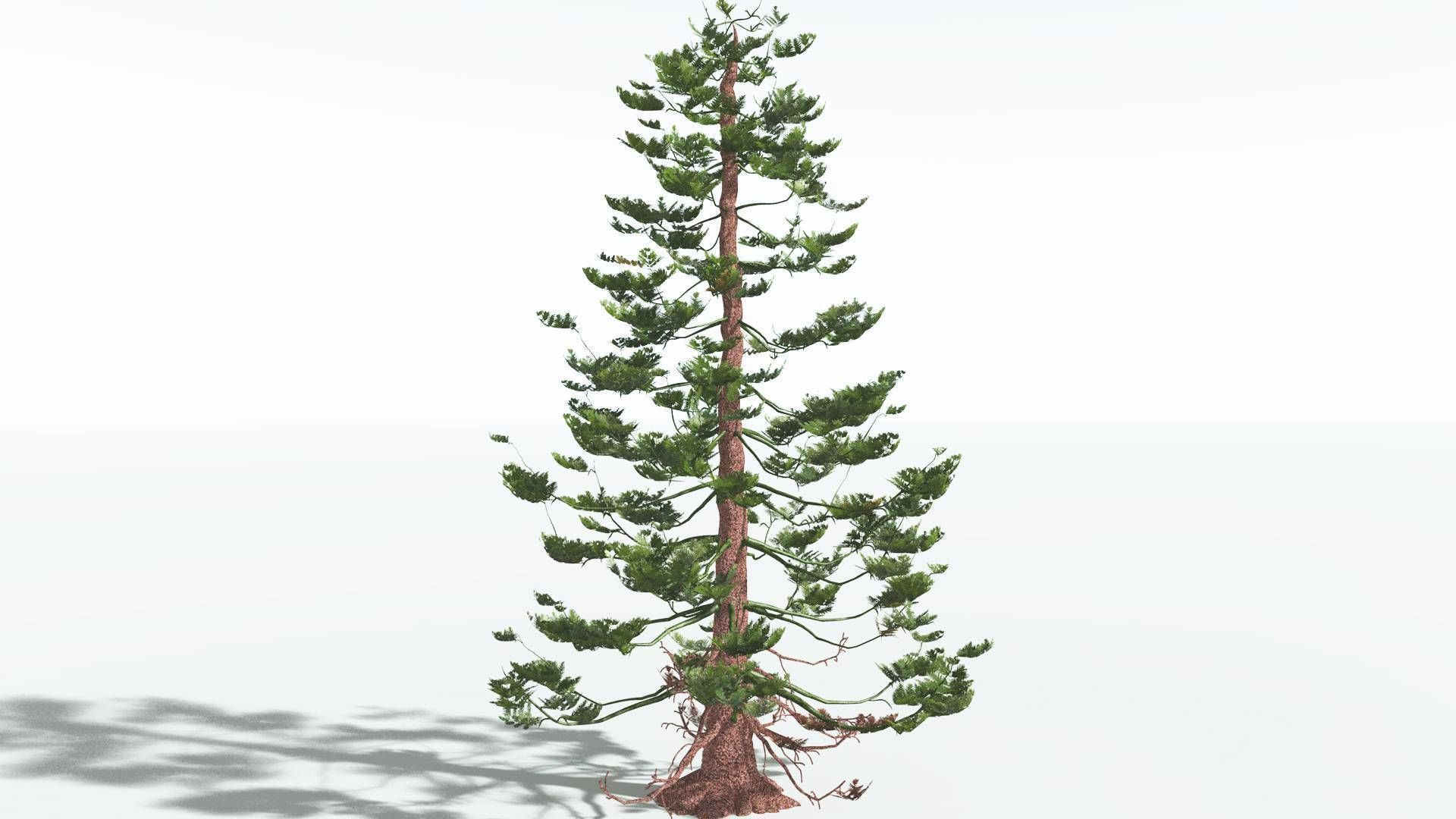 EVERYPlant Walchia 4 --16 Models-- 3D model_16