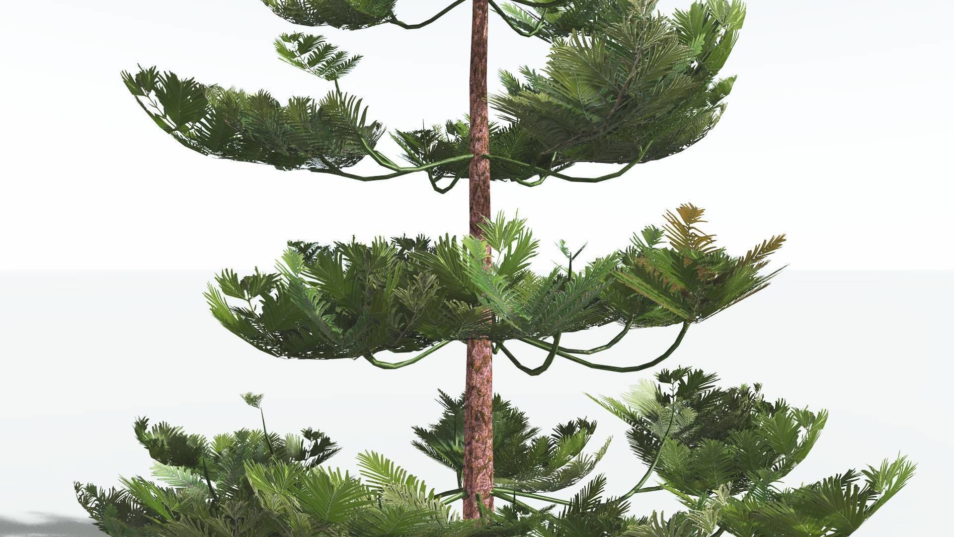 EVERYPlant Walchia 4 --16 Models-- 3D model_21