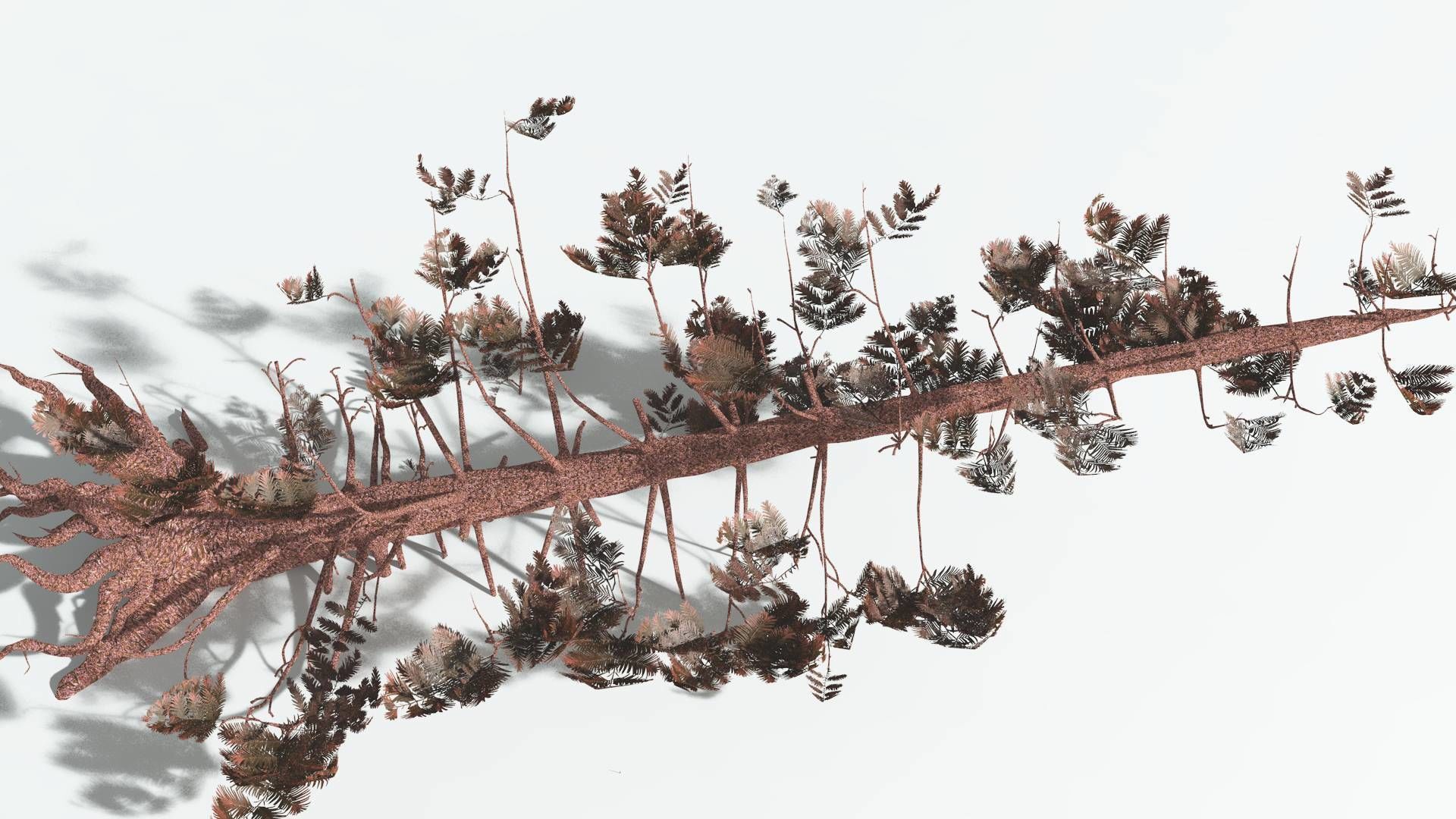 EVERYPlant Walchia 4 --16 Models-- 3D model_15