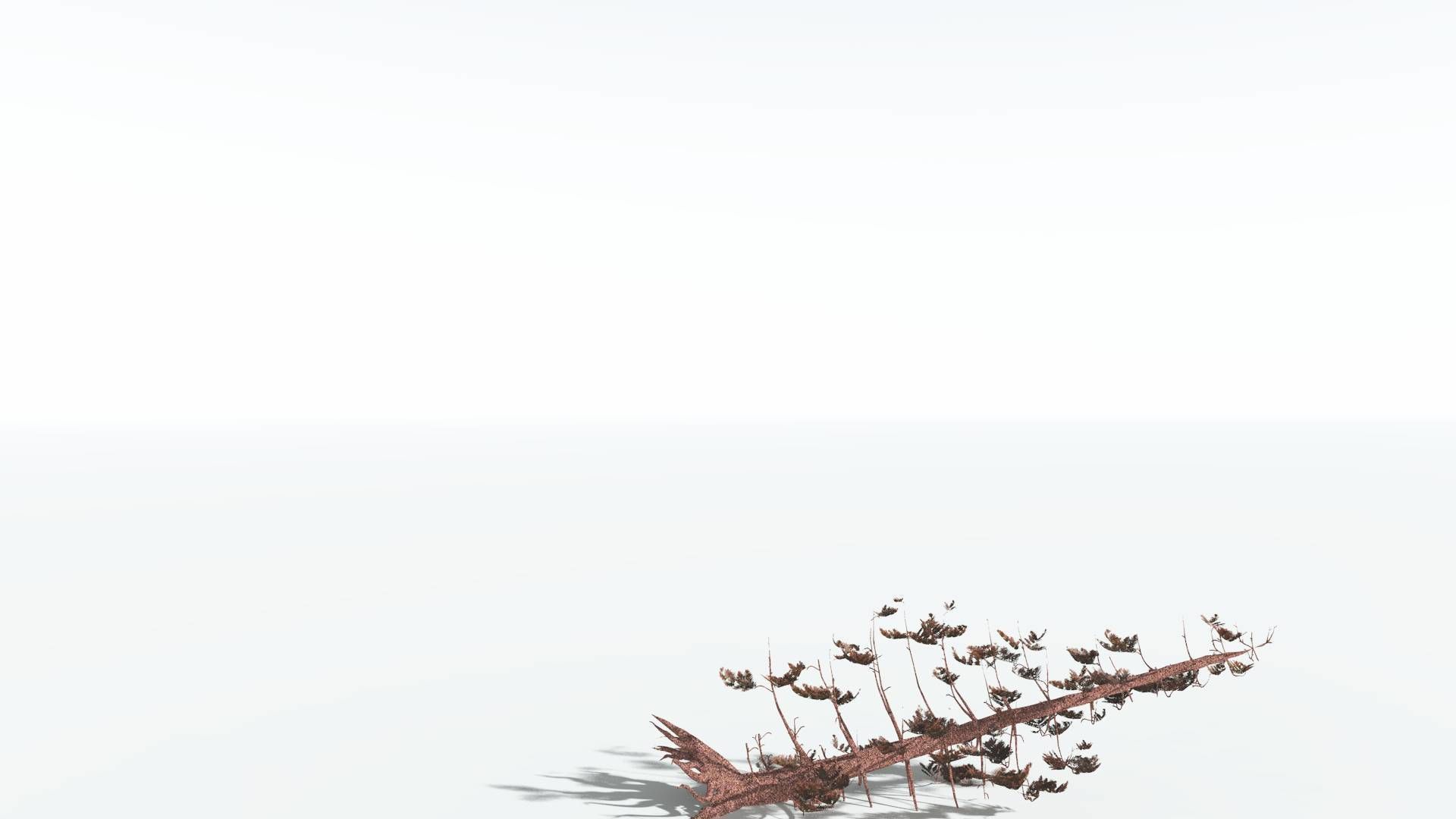 EVERYPlant Walchia 4 --16 Models-- 3D model_14