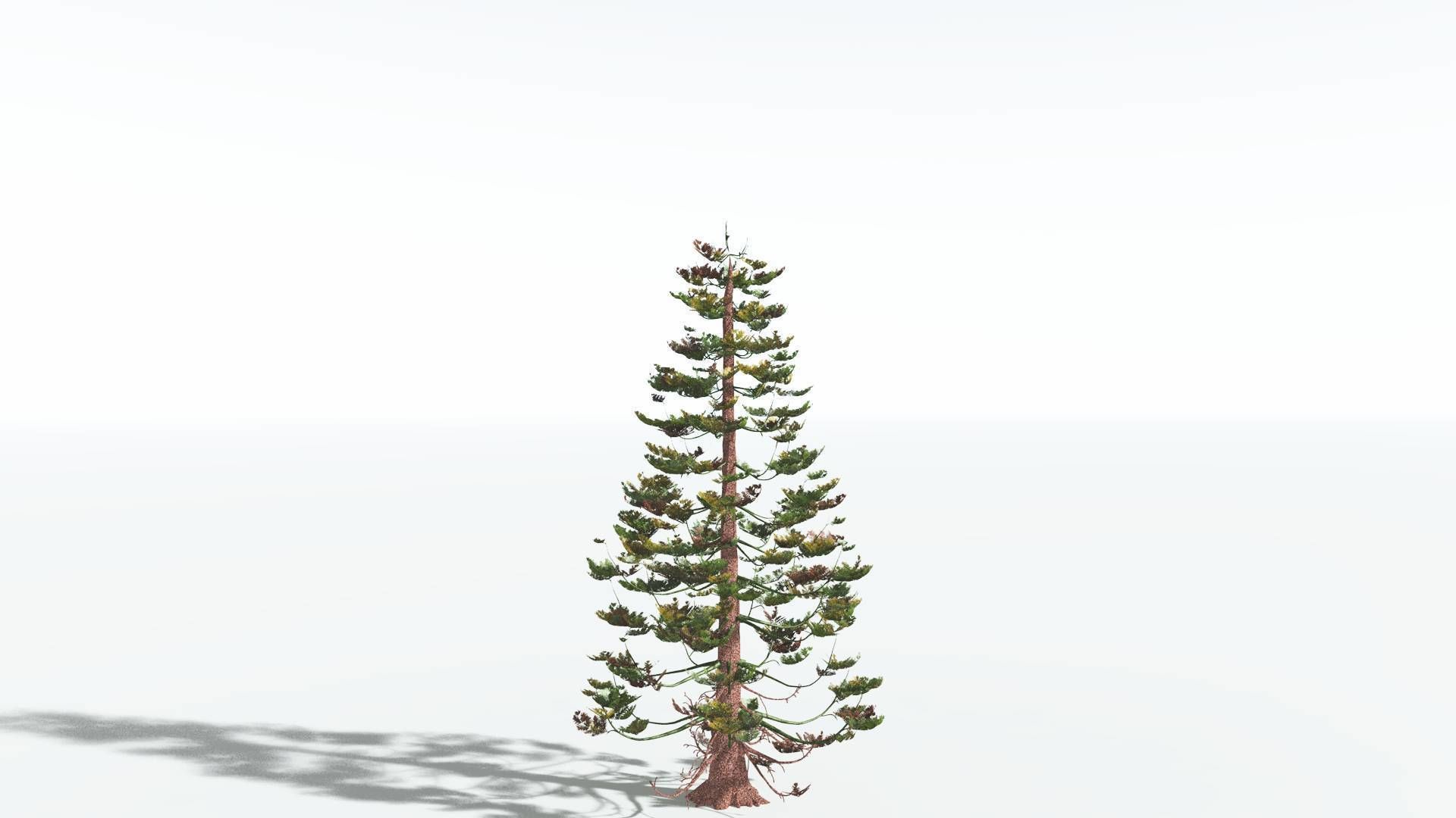 EVERYPlant Walchia 4 --16 Models-- 3D model_6