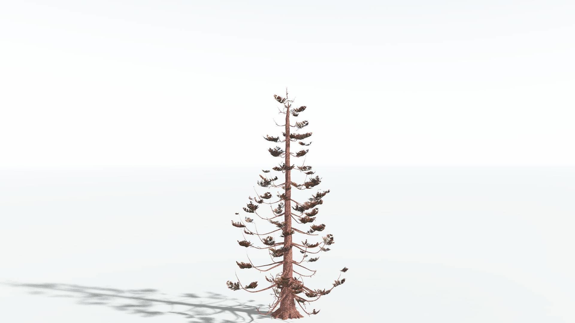 EVERYPlant Walchia 4 --16 Models-- 3D model_10