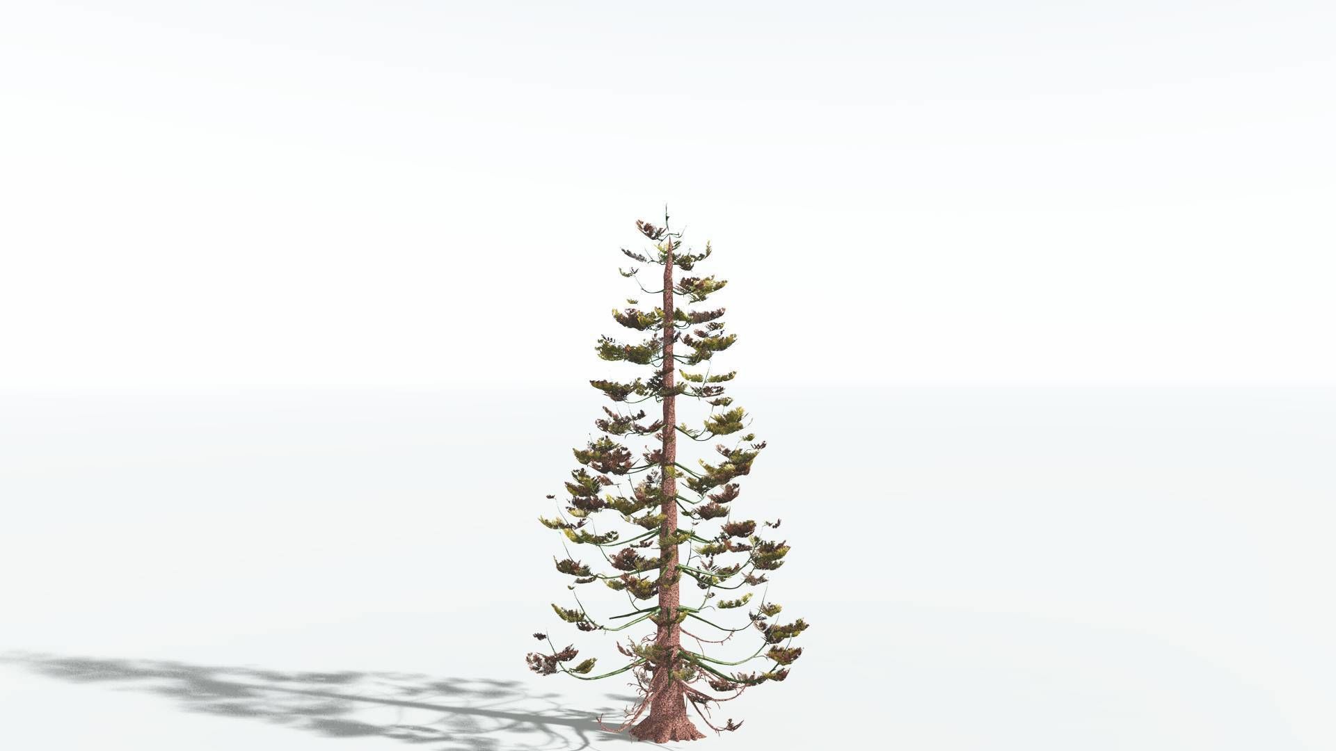 EVERYPlant Walchia 4 --16 Models-- 3D model_8