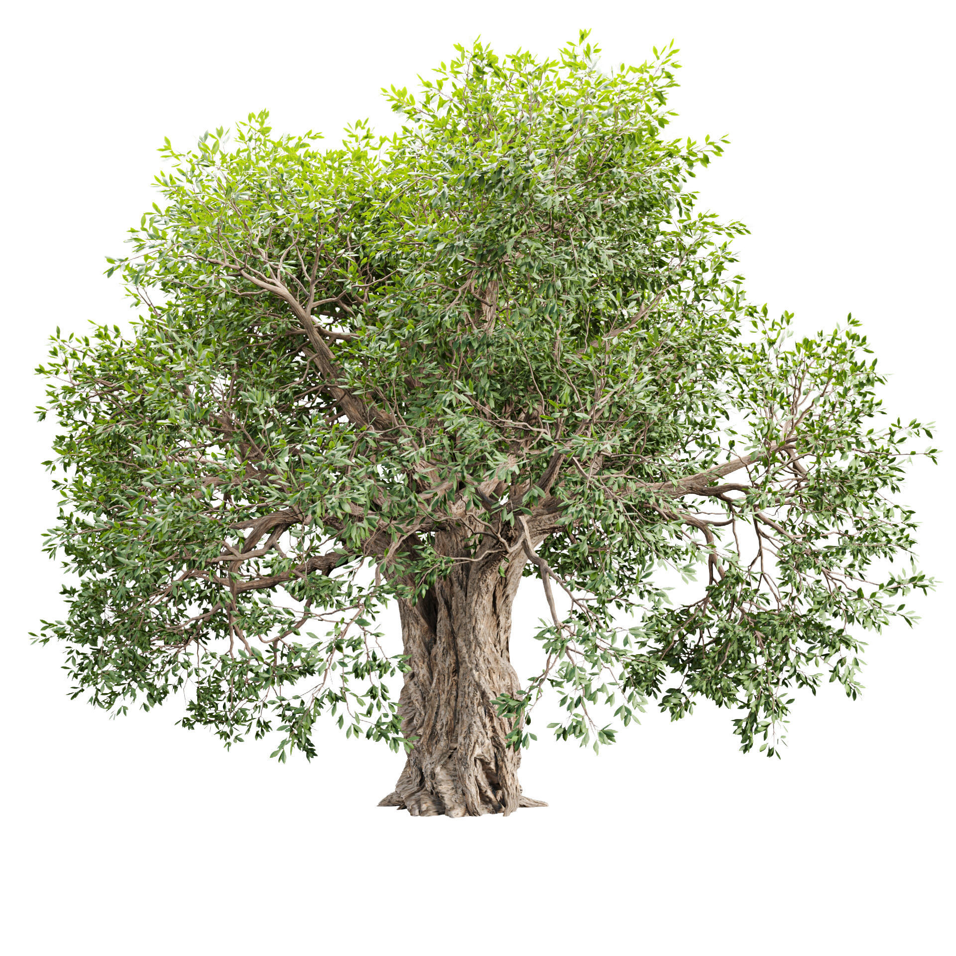 Mysterious tree vol 251 Low-poly 3D model_6