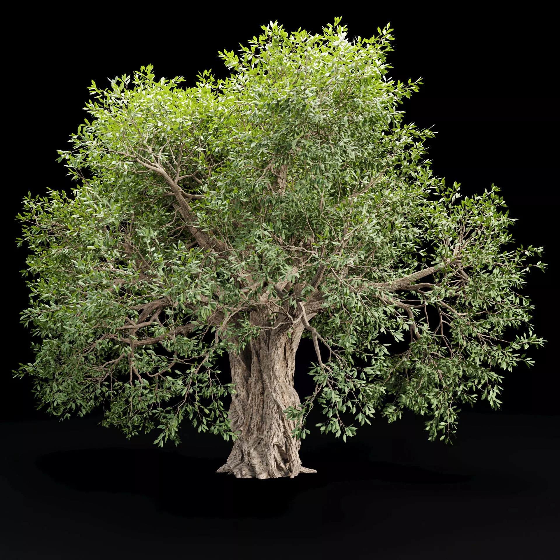 Mysterious tree vol 251 Low-poly 3D model_0