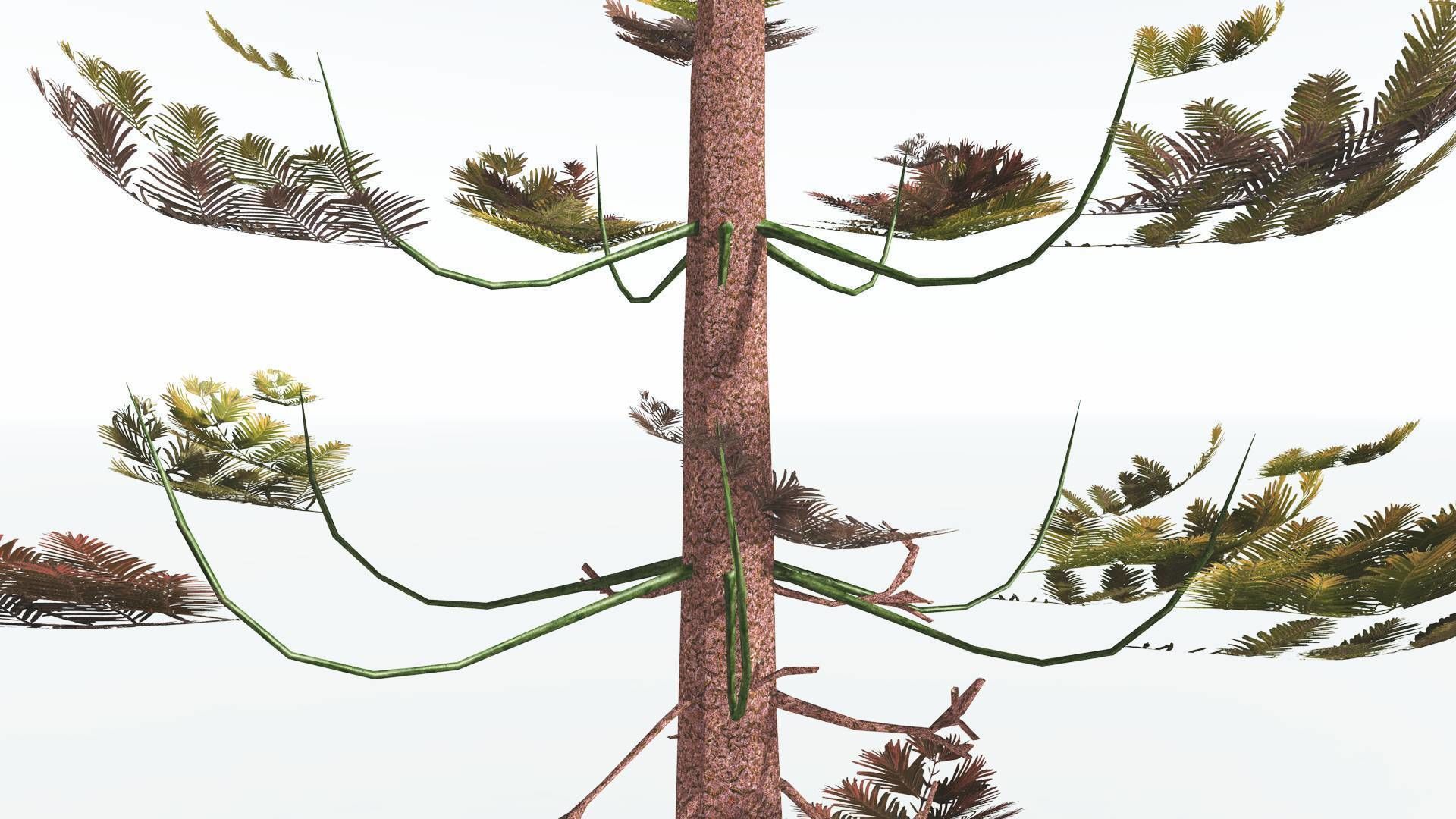 EVERYPlant Walchia LowPoly 1 --16 Models-- Low-poly 3D model_9