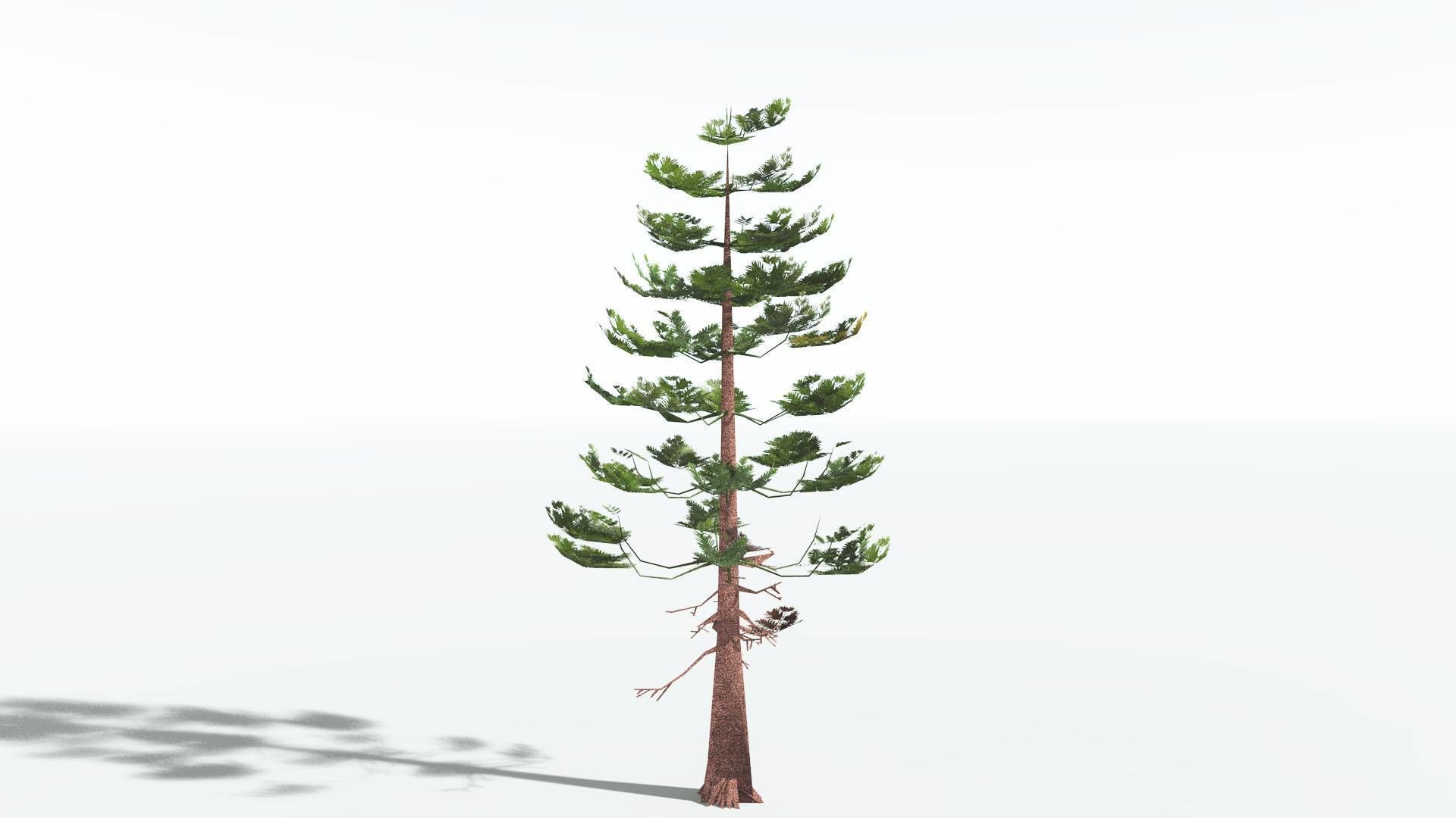 EVERYPlant Walchia LowPoly 1 --16 Models-- Low-poly 3D model_24