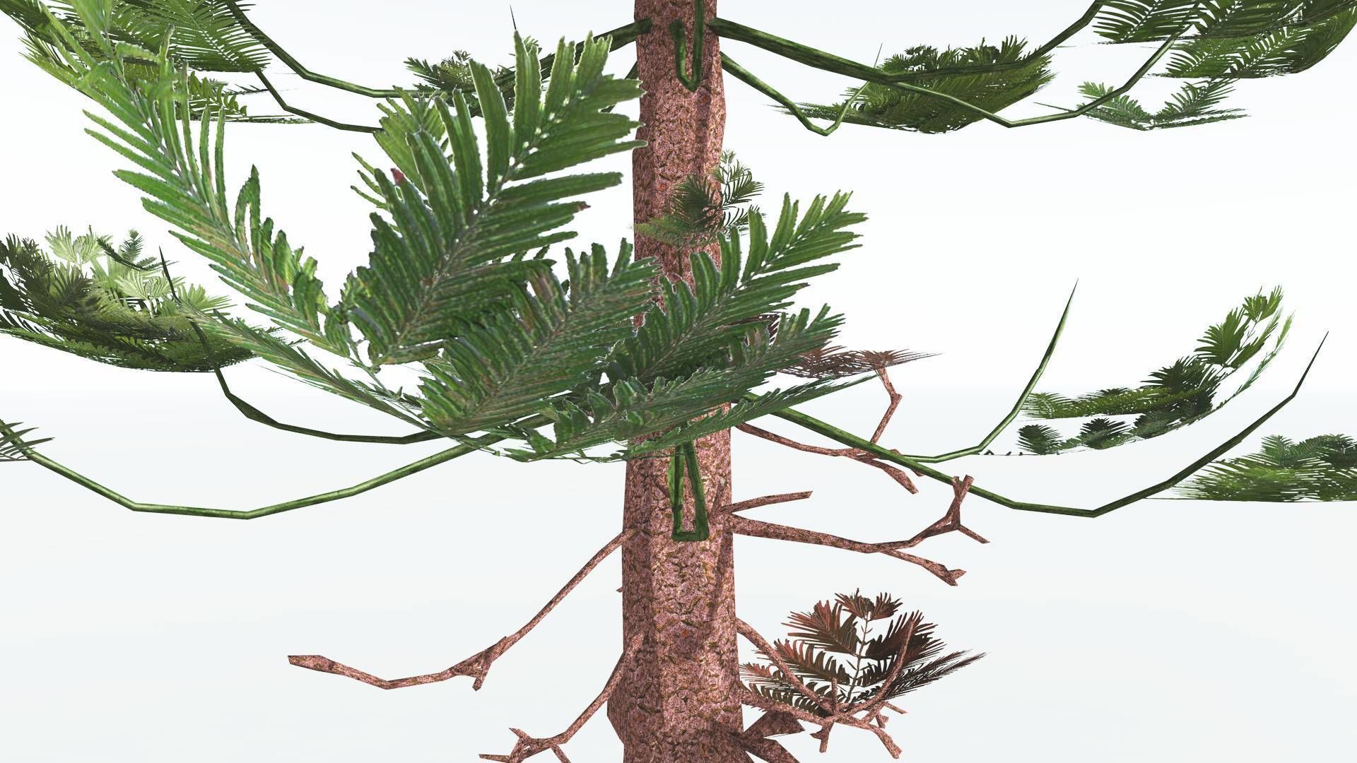 EVERYPlant Walchia LowPoly 1 --16 Models-- Low-poly 3D model_17