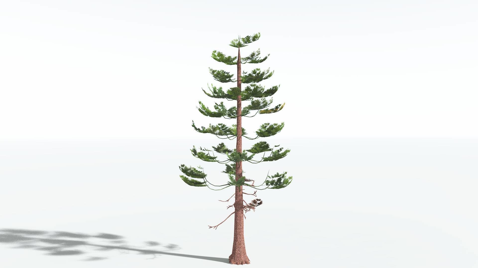 EVERYPlant Walchia LowPoly 1 --16 Models-- Low-poly 3D model_30
