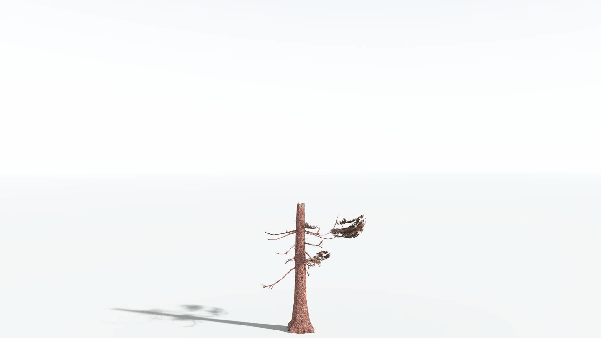 EVERYPlant Walchia LowPoly 1 --16 Models-- Low-poly 3D model_12