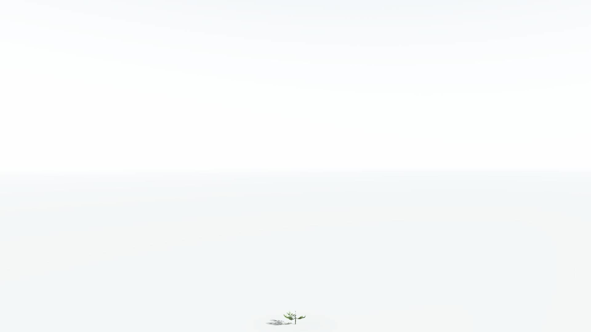 EVERYPlant Walchia LowPoly 1 --16 Models-- Low-poly 3D model_22
