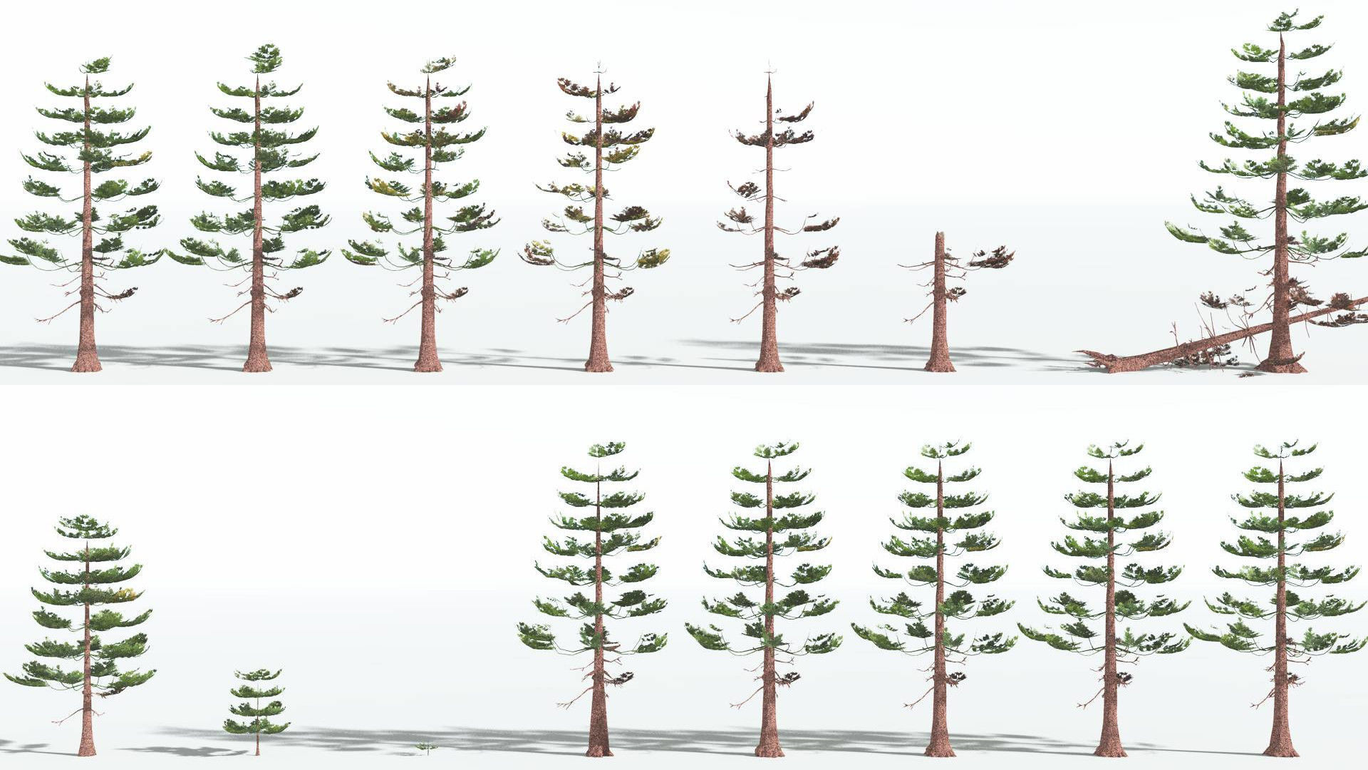 EVERYPlant Walchia LowPoly 1 --16 Models-- Low-poly 3D model_1