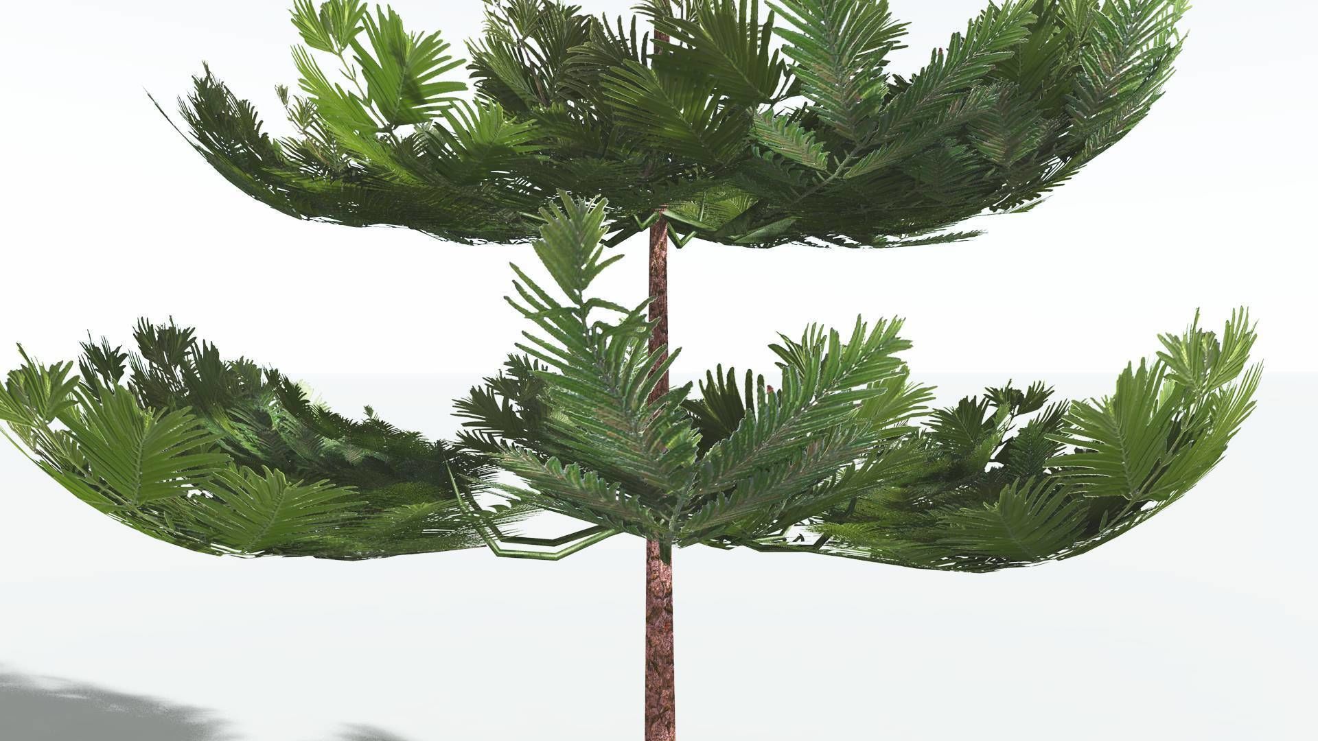 EVERYPlant Walchia LowPoly 1 --16 Models-- Low-poly 3D model_21