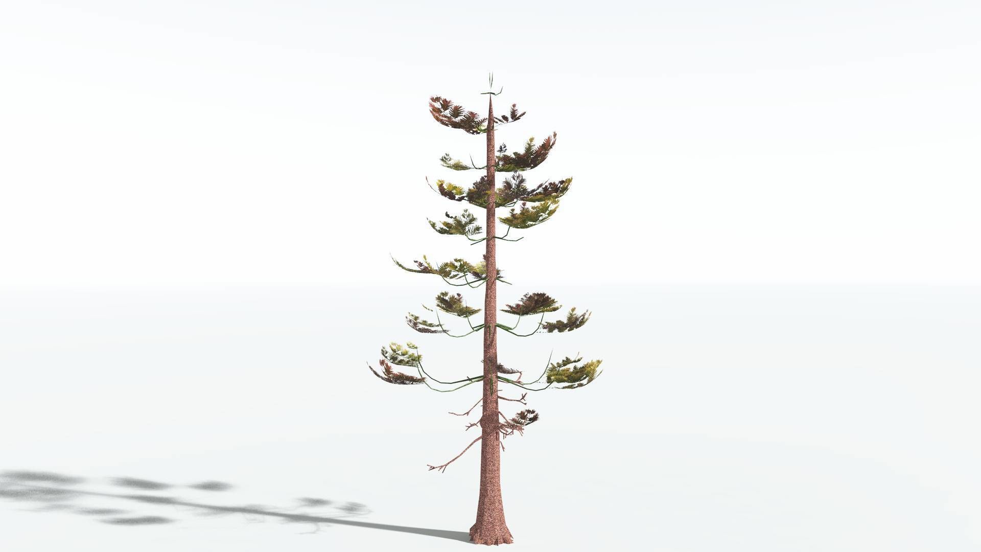 EVERYPlant Walchia LowPoly 1 --16 Models-- Low-poly 3D model_8