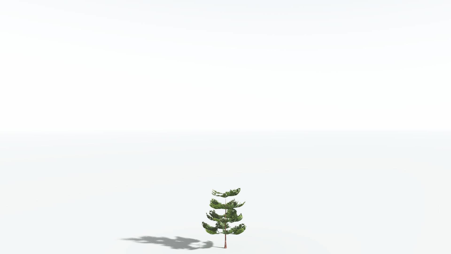 EVERYPlant Walchia LowPoly 1 --16 Models-- Low-poly 3D model_20