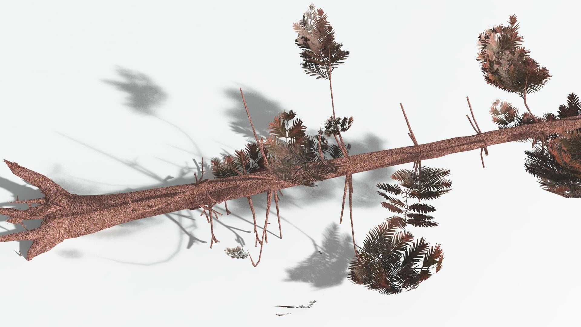 EVERYPlant Walchia LowPoly 1 --16 Models-- Low-poly 3D model_15