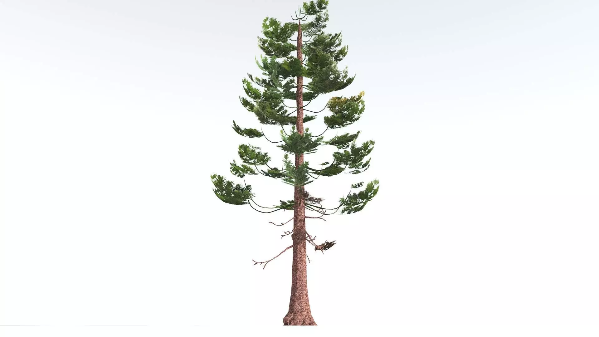 EVERYPlant Walchia LowPoly 1 --16 Models-- Low-poly 3D model_0